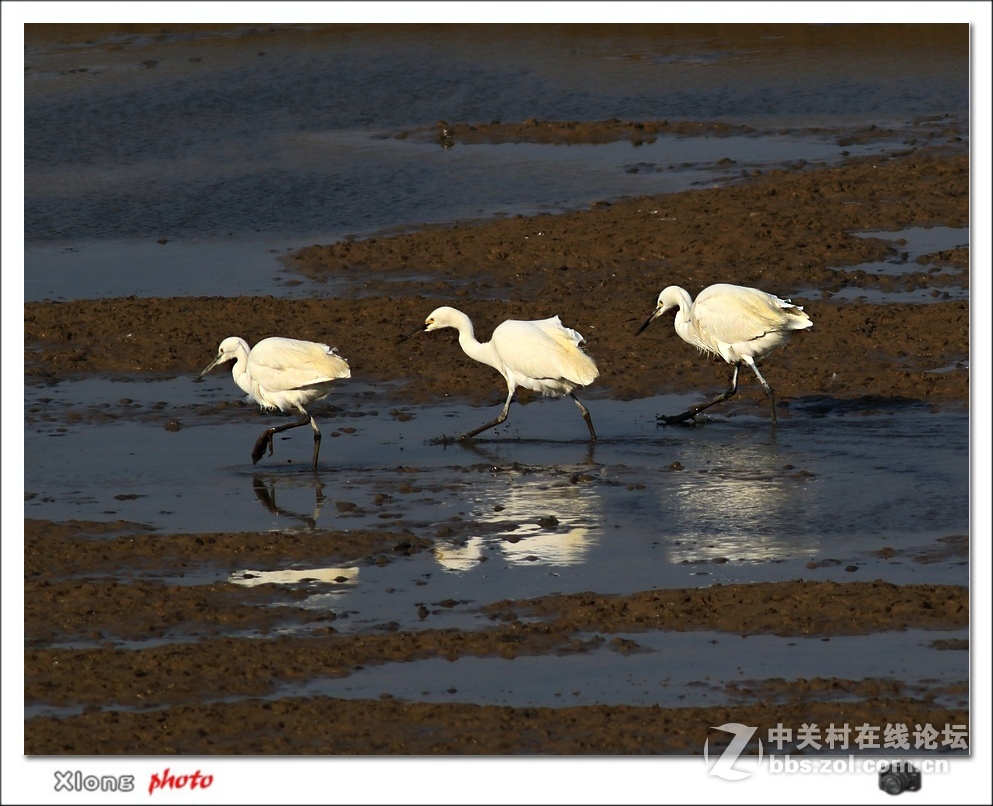 白鹭留鸟滩涂挖鱼