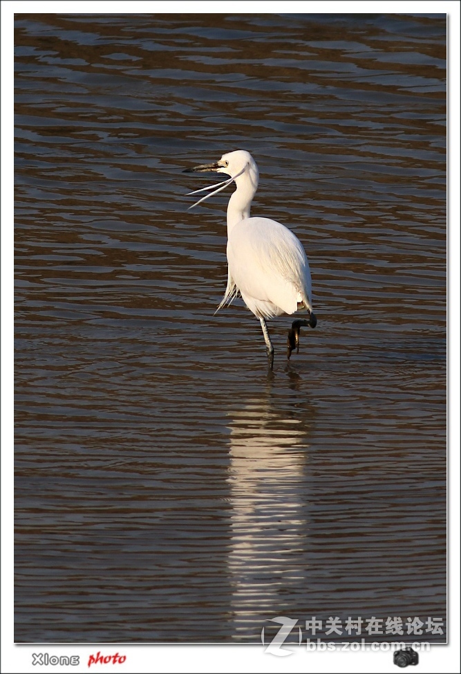 白鹭留鸟滩涂挖鱼