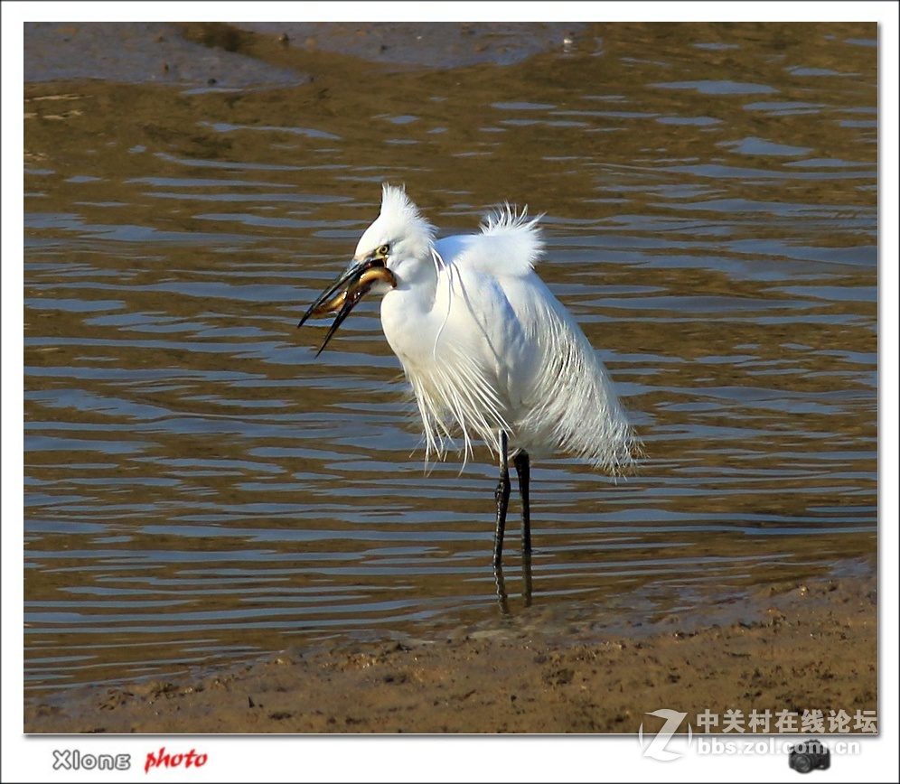 白鹭留鸟滩涂挖鱼