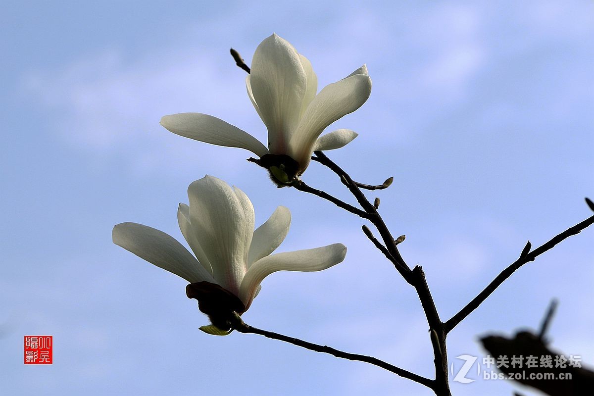 15年007——玉兰花