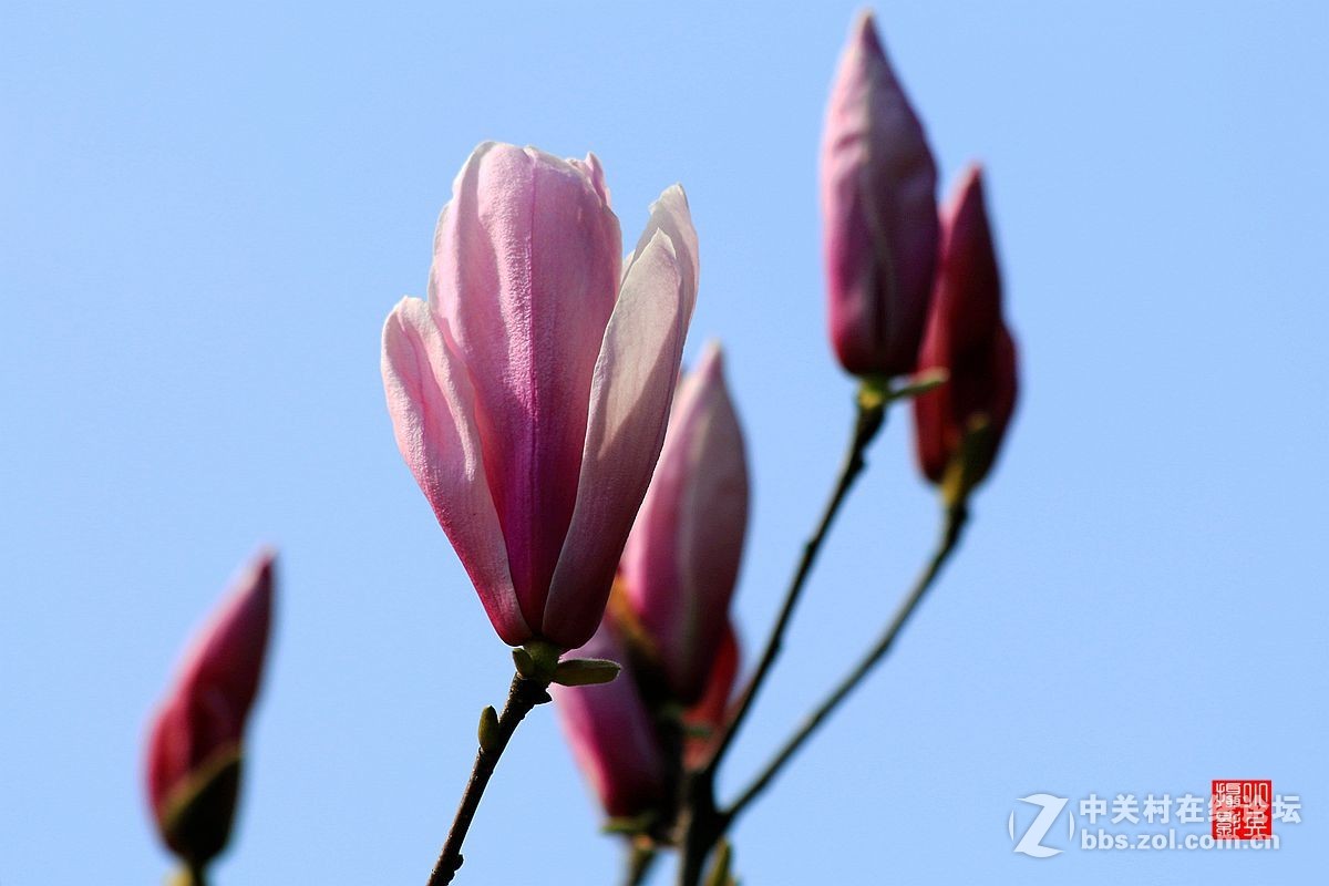 15年007——玉兰花