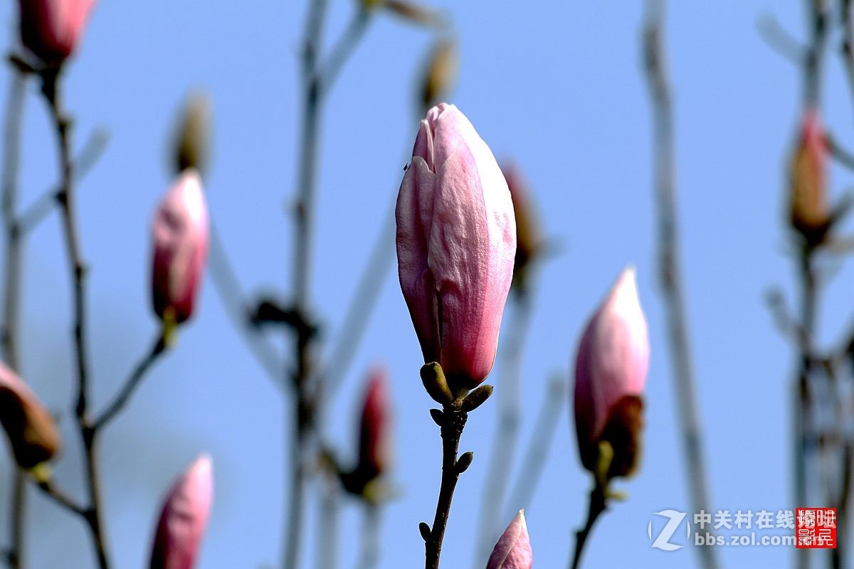 15年007——玉兰花