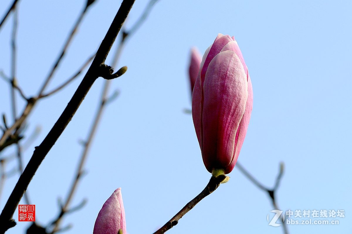 15年007——玉兰花