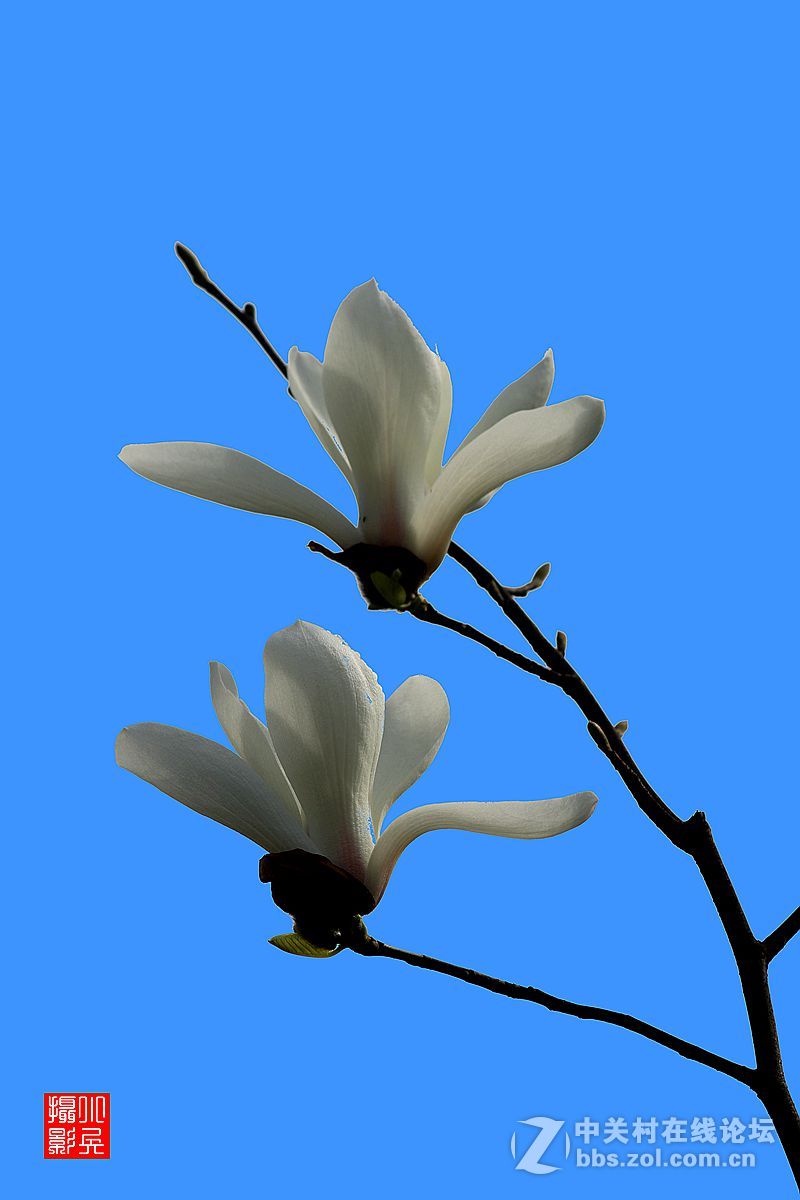 15年007——玉兰花