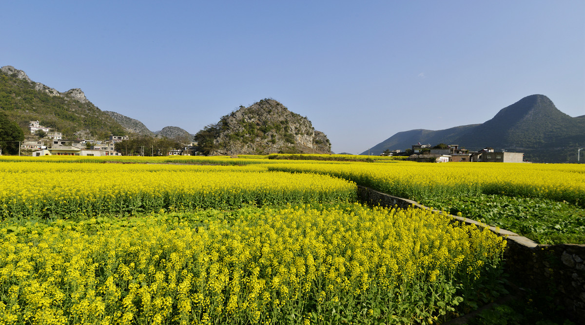 菜花盛开的村庄---兴义万峰林纳灰村