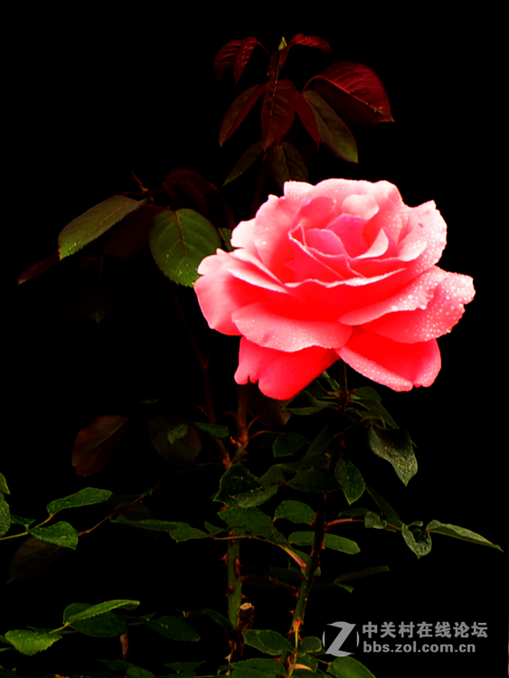 淮安市花--月季花
