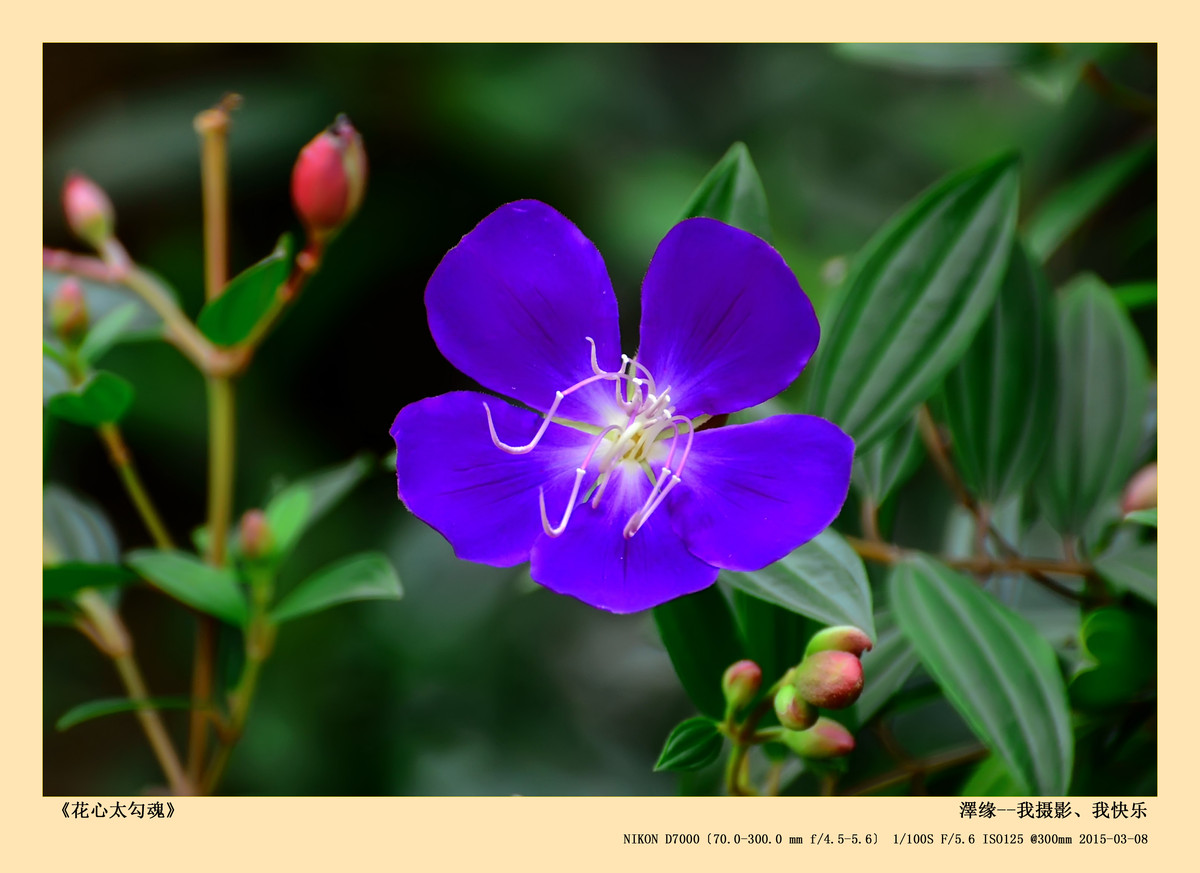 浅谈尼康70-300 VR 3.5-5.6镜头搭配尼康D7000使用感受