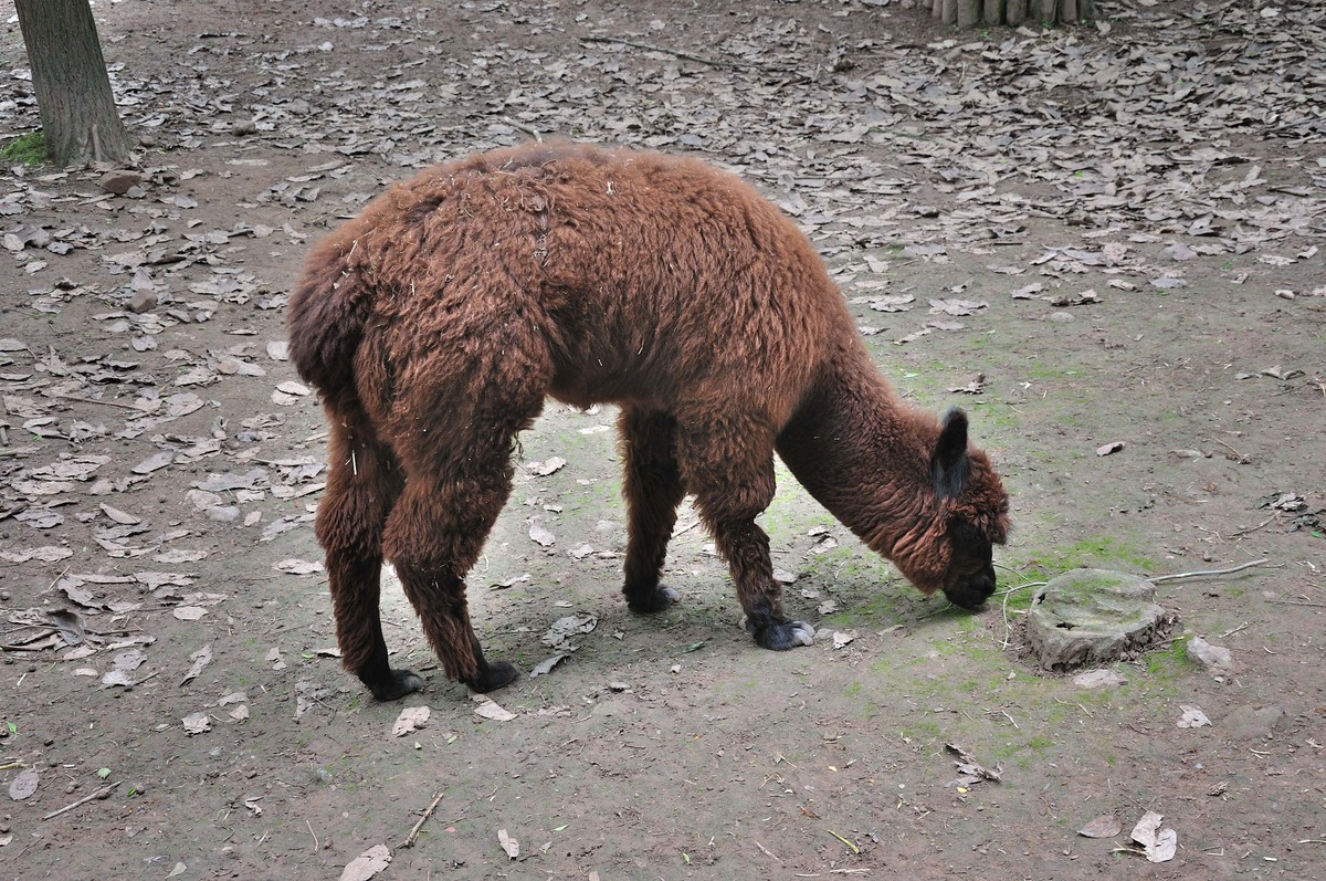 动物园看麻老虎
