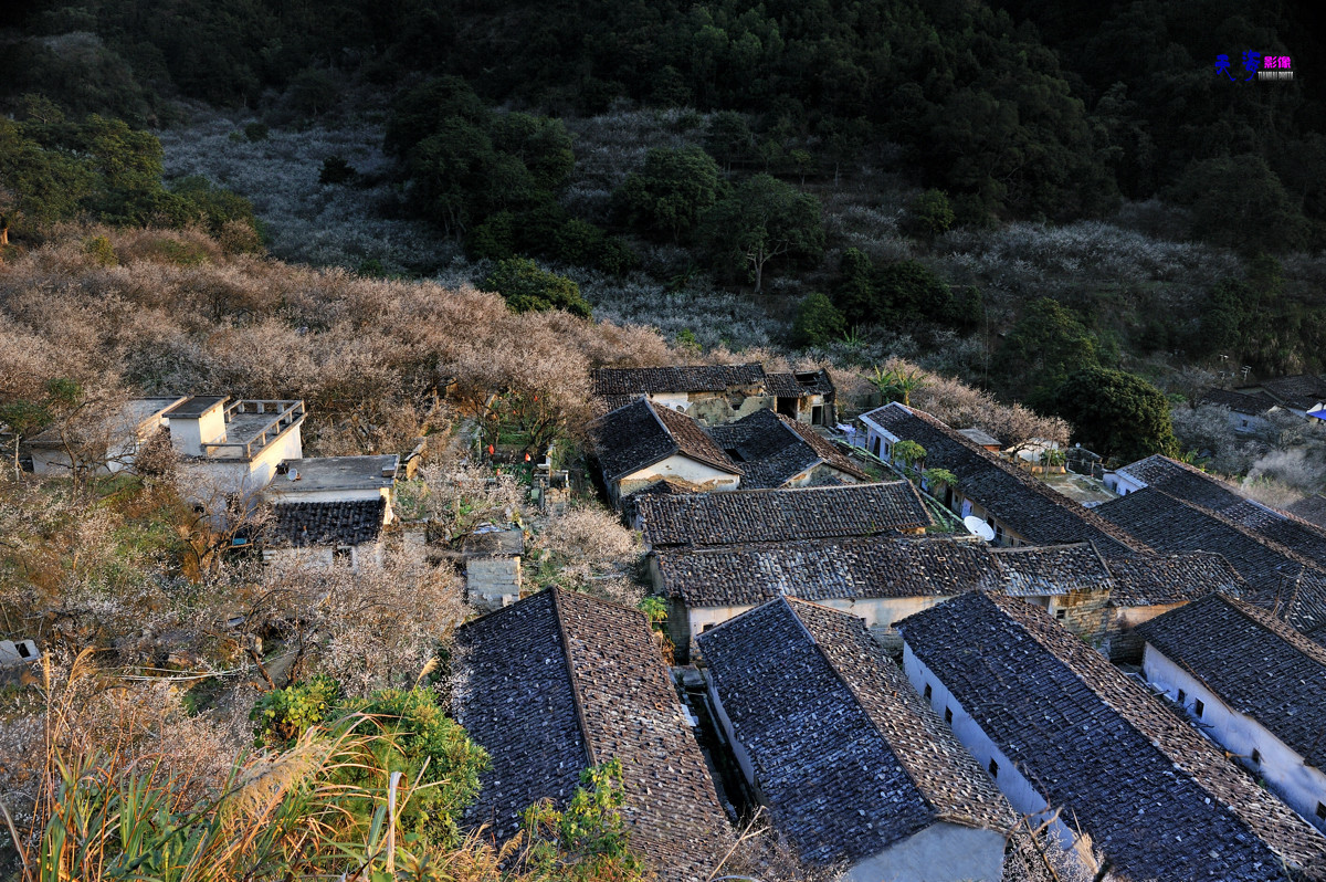 2015揭西行——西坑梅乡(续）