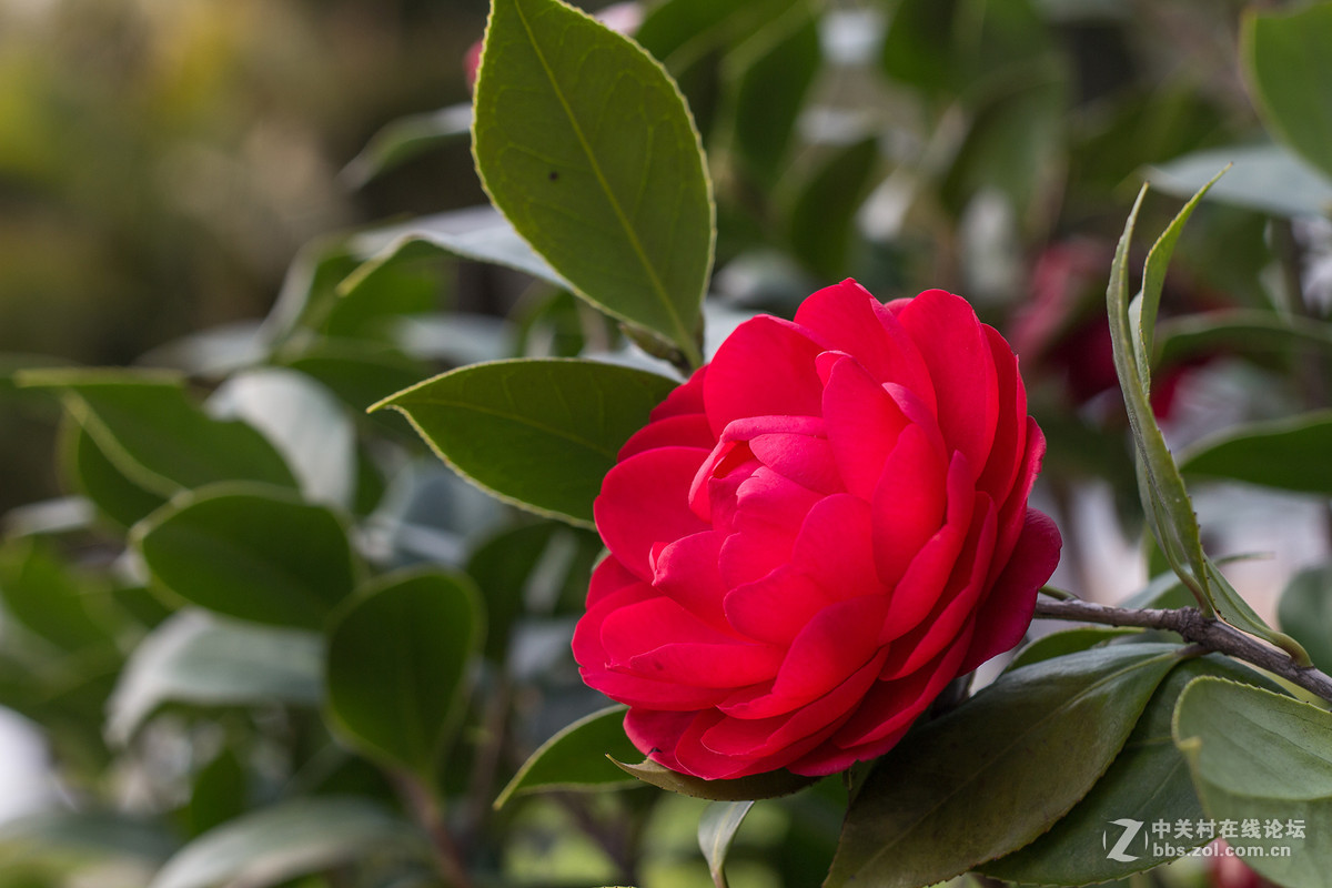 天堂鸟与山茶花