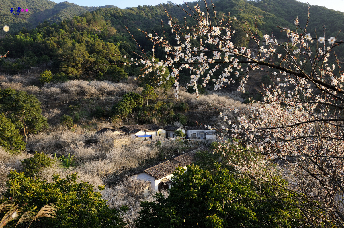 2015揭西行——西坑梅乡(续)