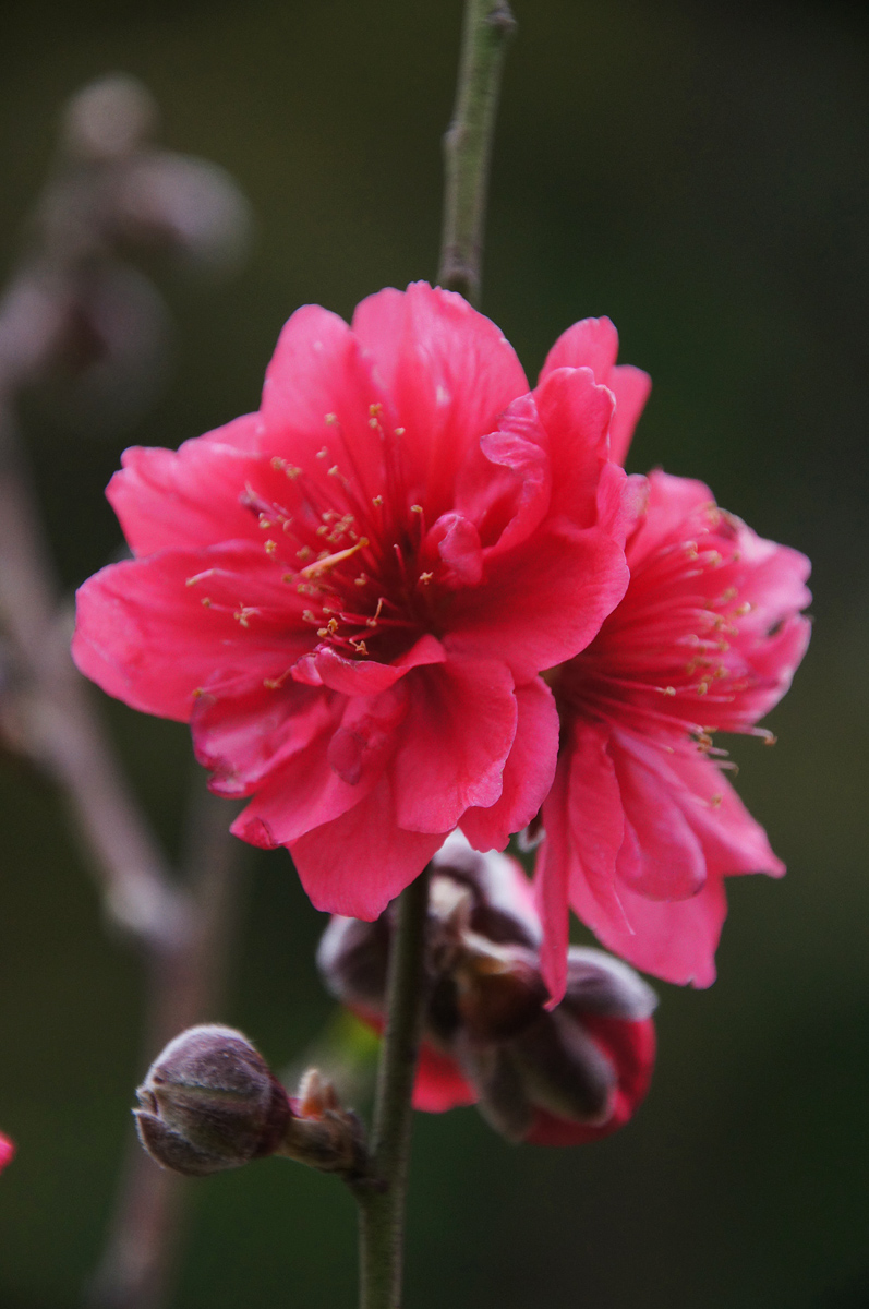 深圳的桃花开了