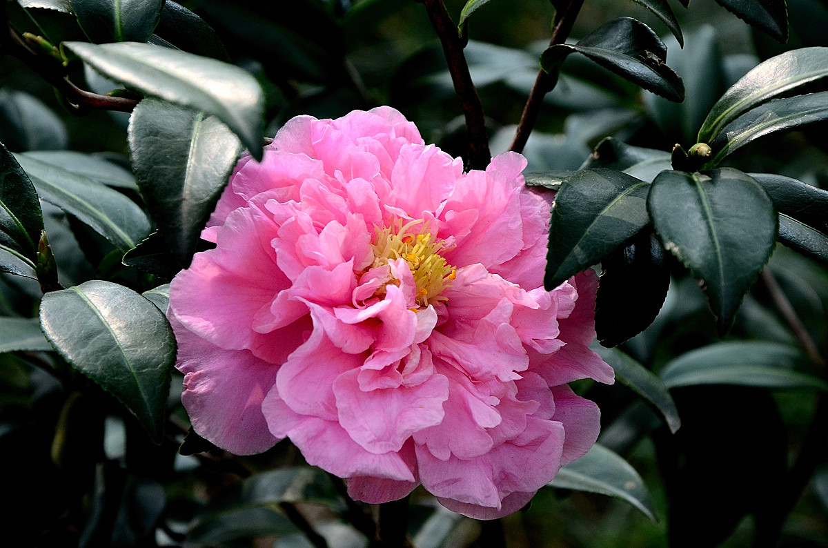 我镜头下最美的花儿山茶花