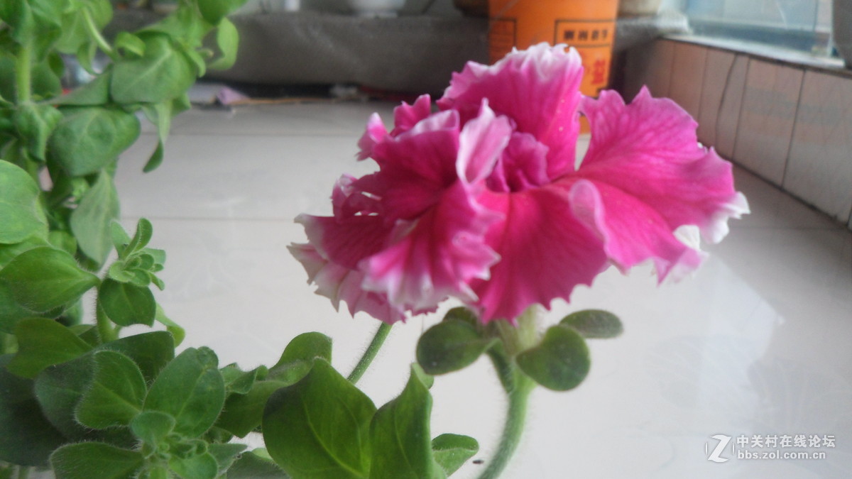 #我镜头下最美的花儿#[花中之王】