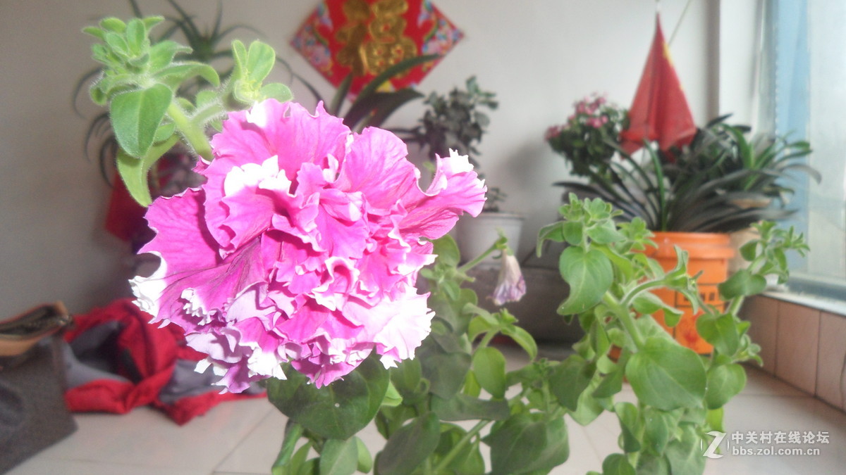 #我镜头下最美的花儿#[花中之王】