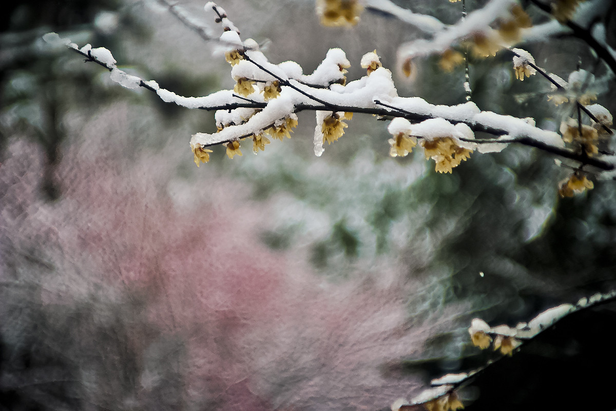 光影作業雪梅印象7p久違了各位好友