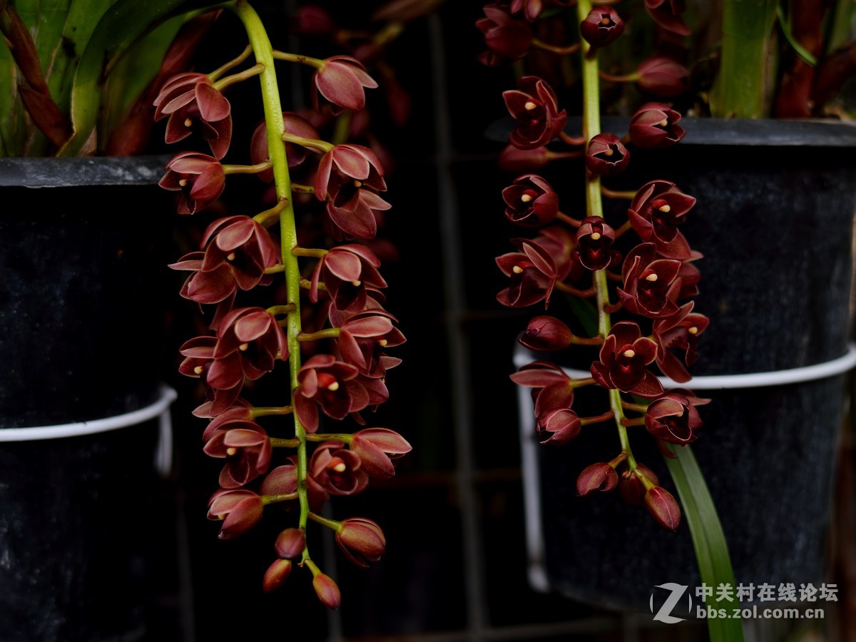 58 1.4g拍深圳花卉世界