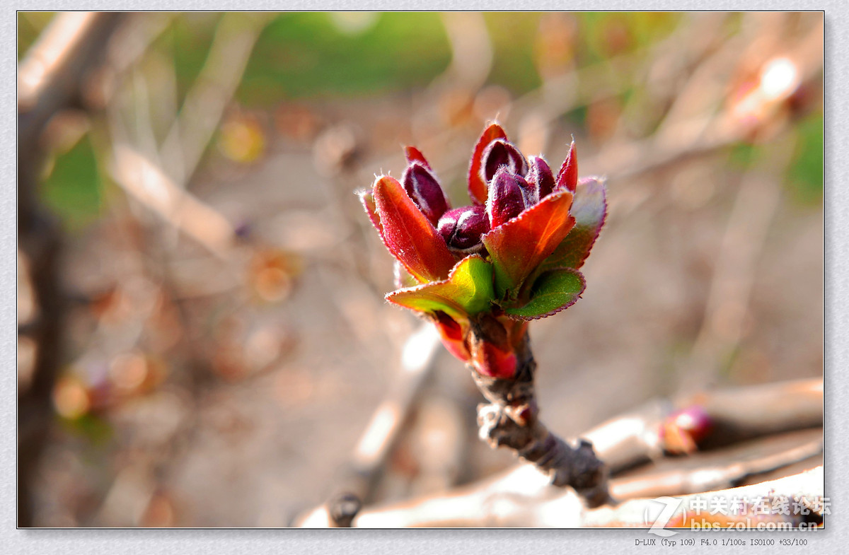 徕卡D-Lux Typ 109试机片