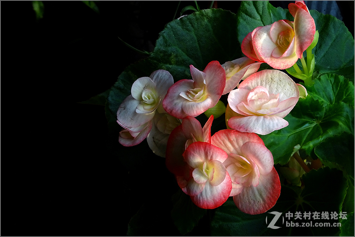 【HX400拍花花】祝索尼摄影星空(中国)欣欣向荣，版主和摄友们新春快乐！