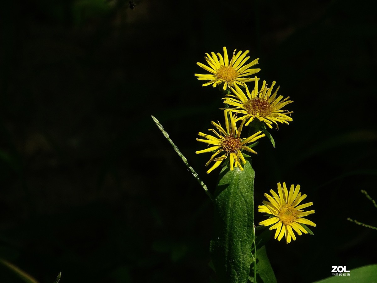 草地上的几朵小花（欧亚旋覆花）