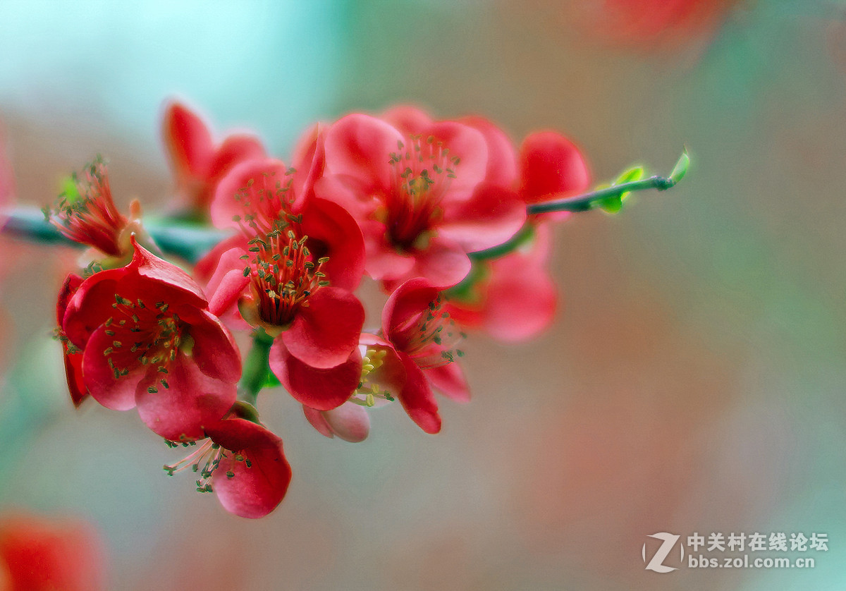 贴梗海棠迎春，，，