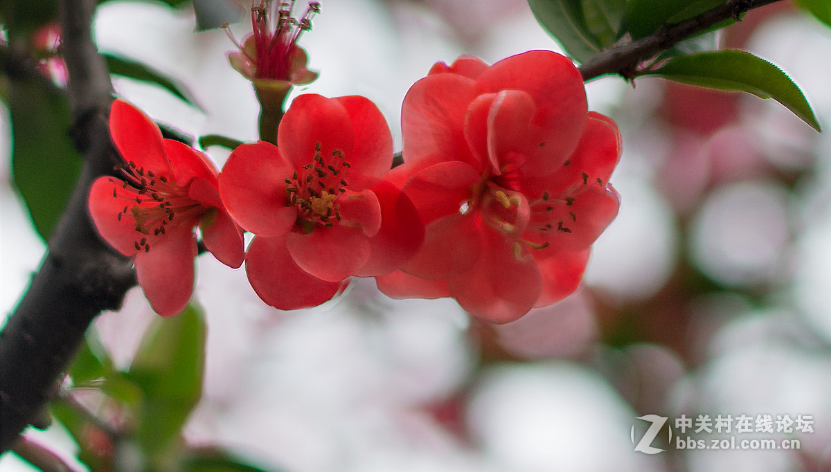 贴梗海棠迎春，，，
