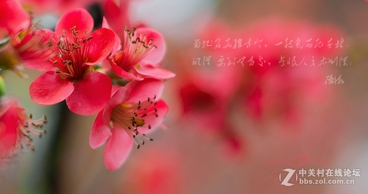 贴梗海棠迎春，，，