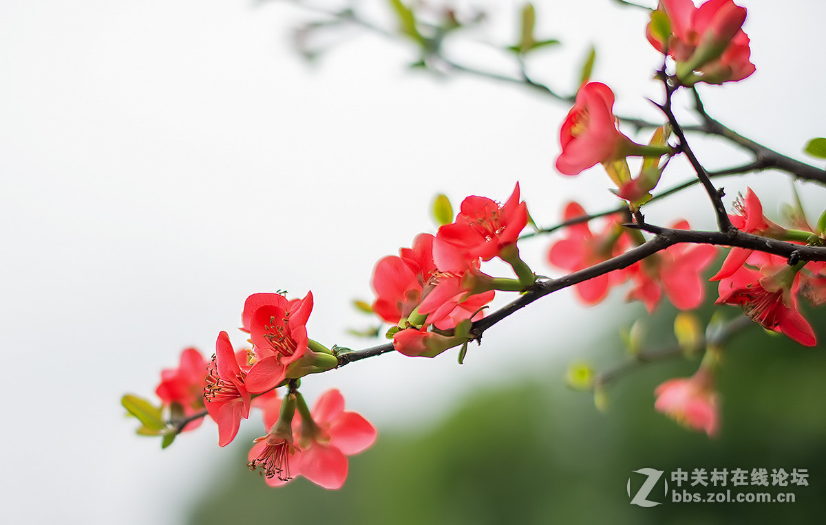 贴梗海棠迎春，，，