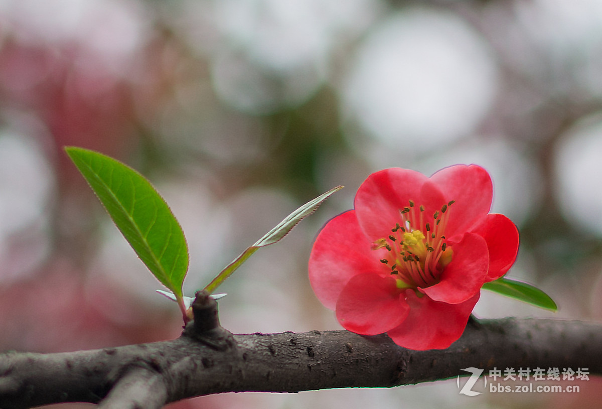 贴梗海棠迎春，，，