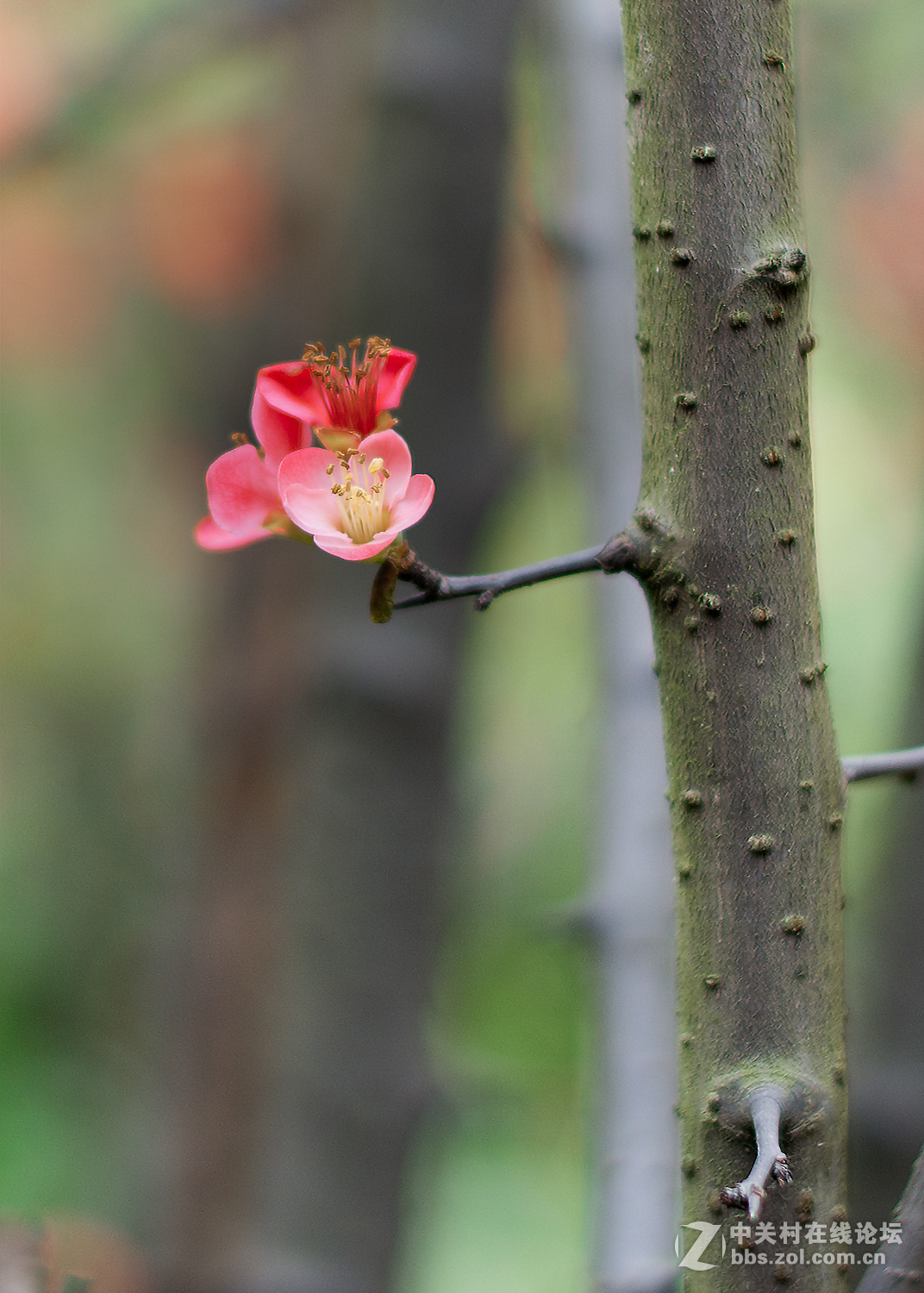 贴梗海棠迎春，，，