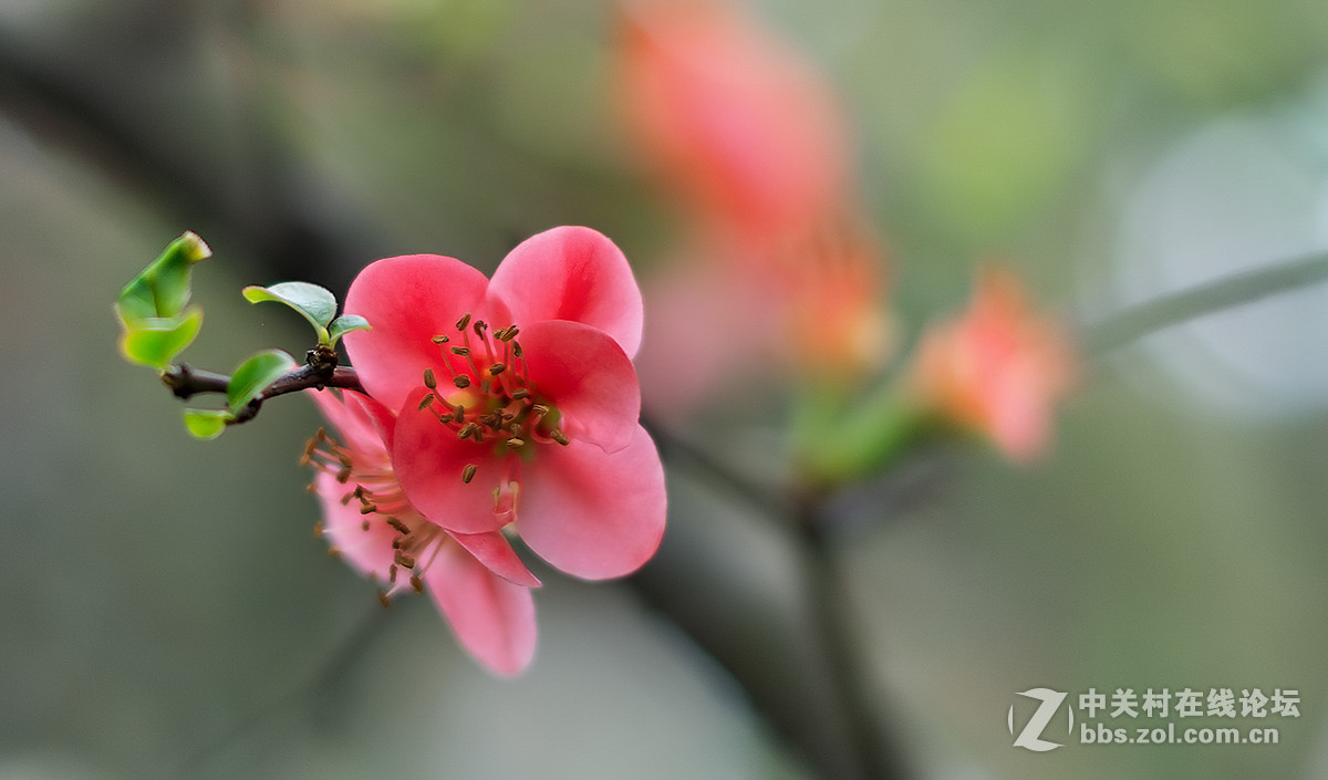 贴梗海棠迎春，，，