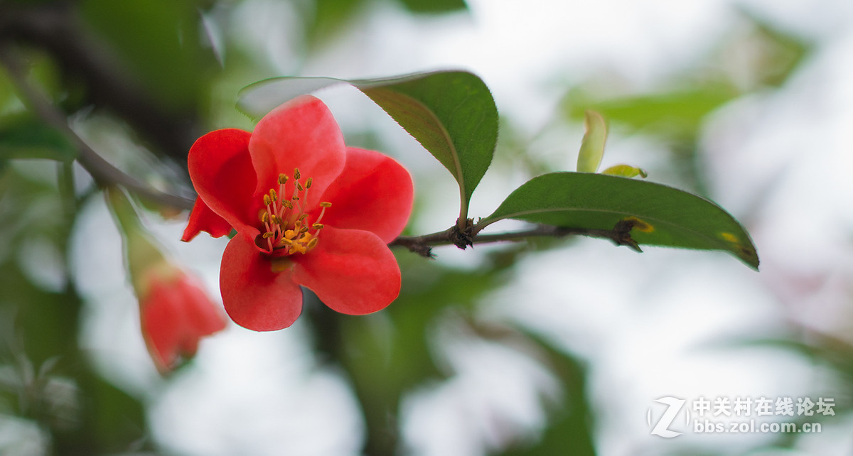 贴梗海棠迎春，，，