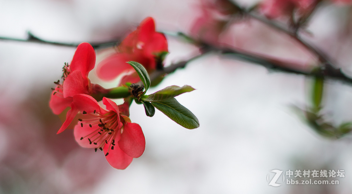 贴梗海棠迎春，，，