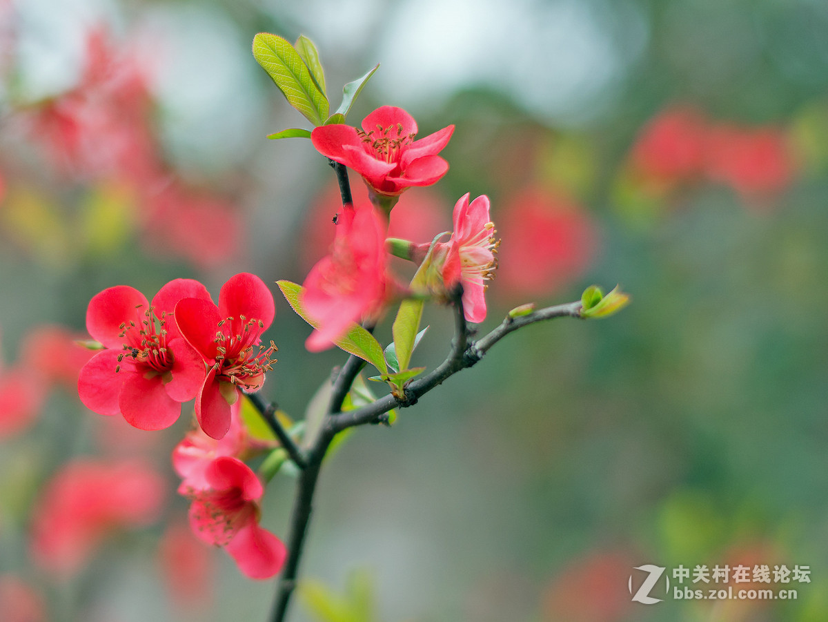 贴梗海棠迎春，，，