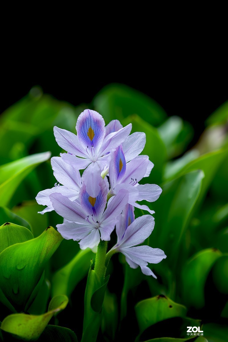 凤眼花