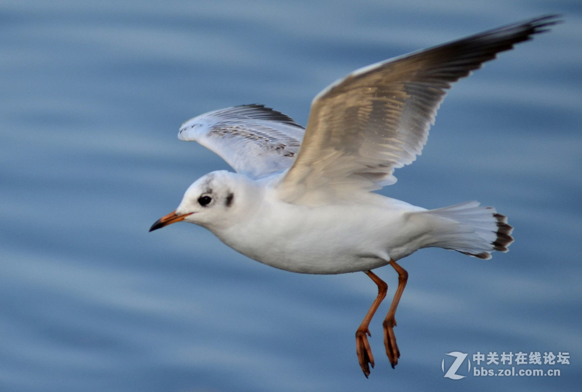 新入手小钢炮试手打海鸥