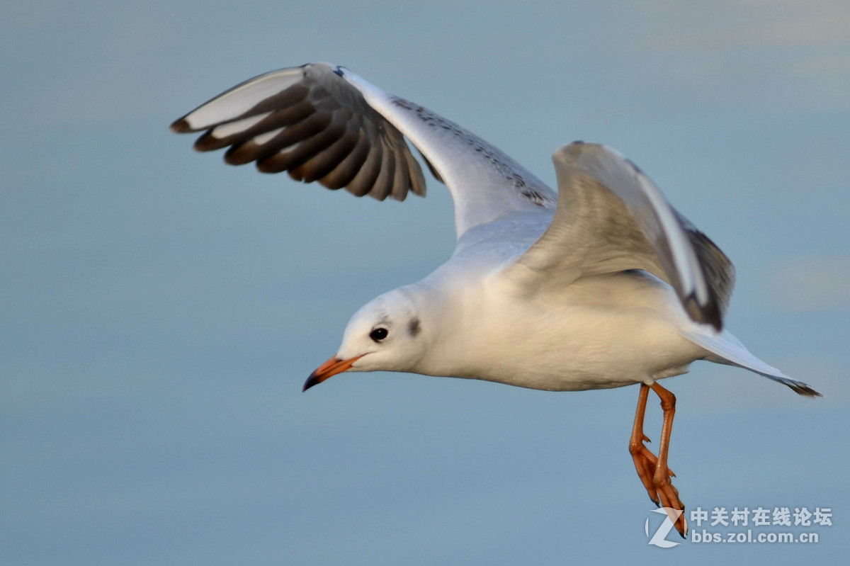 新入手小钢炮试手打海鸥