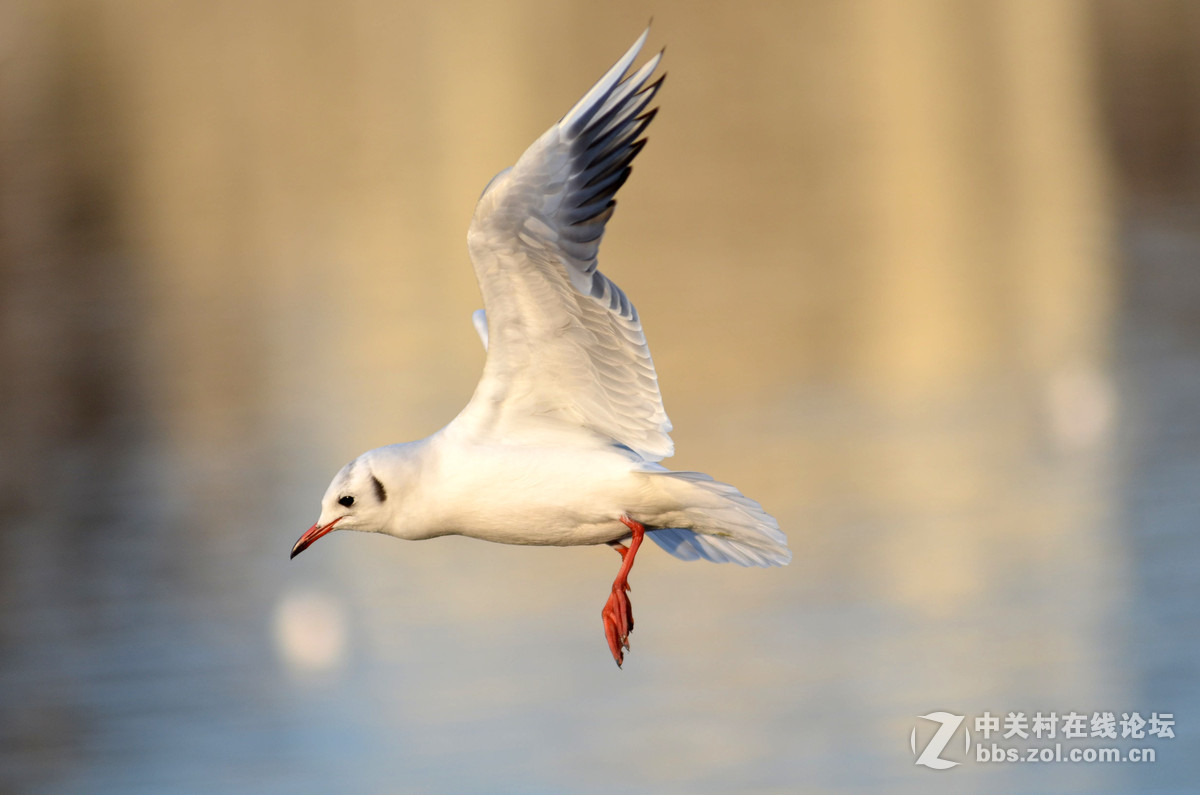 新入手小钢炮试手打海鸥
