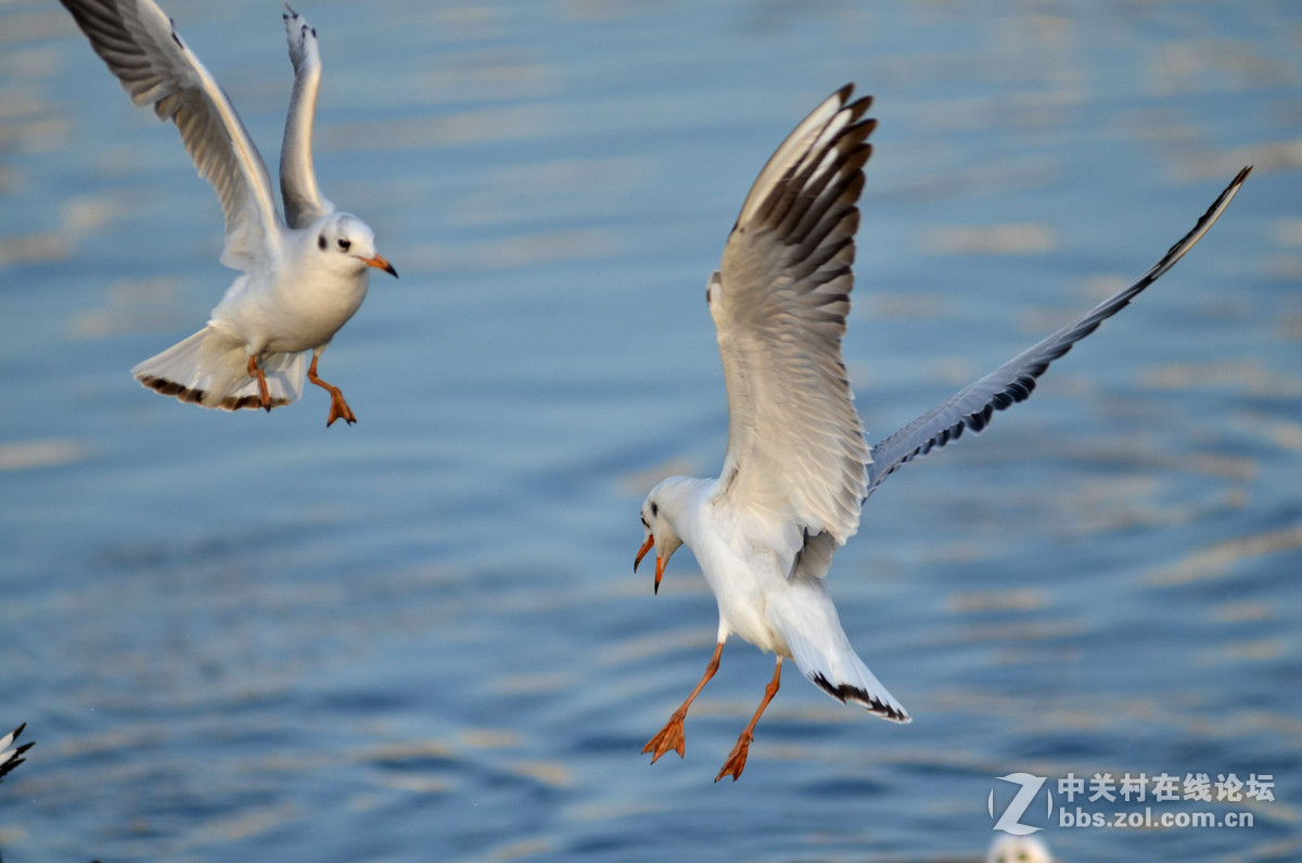 新入手小钢炮试手打海鸥