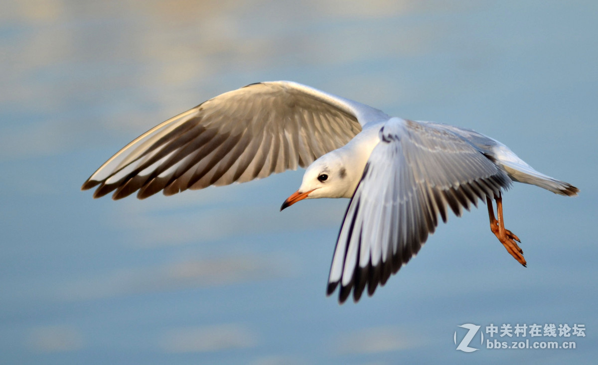 新入手小钢炮试手打海鸥