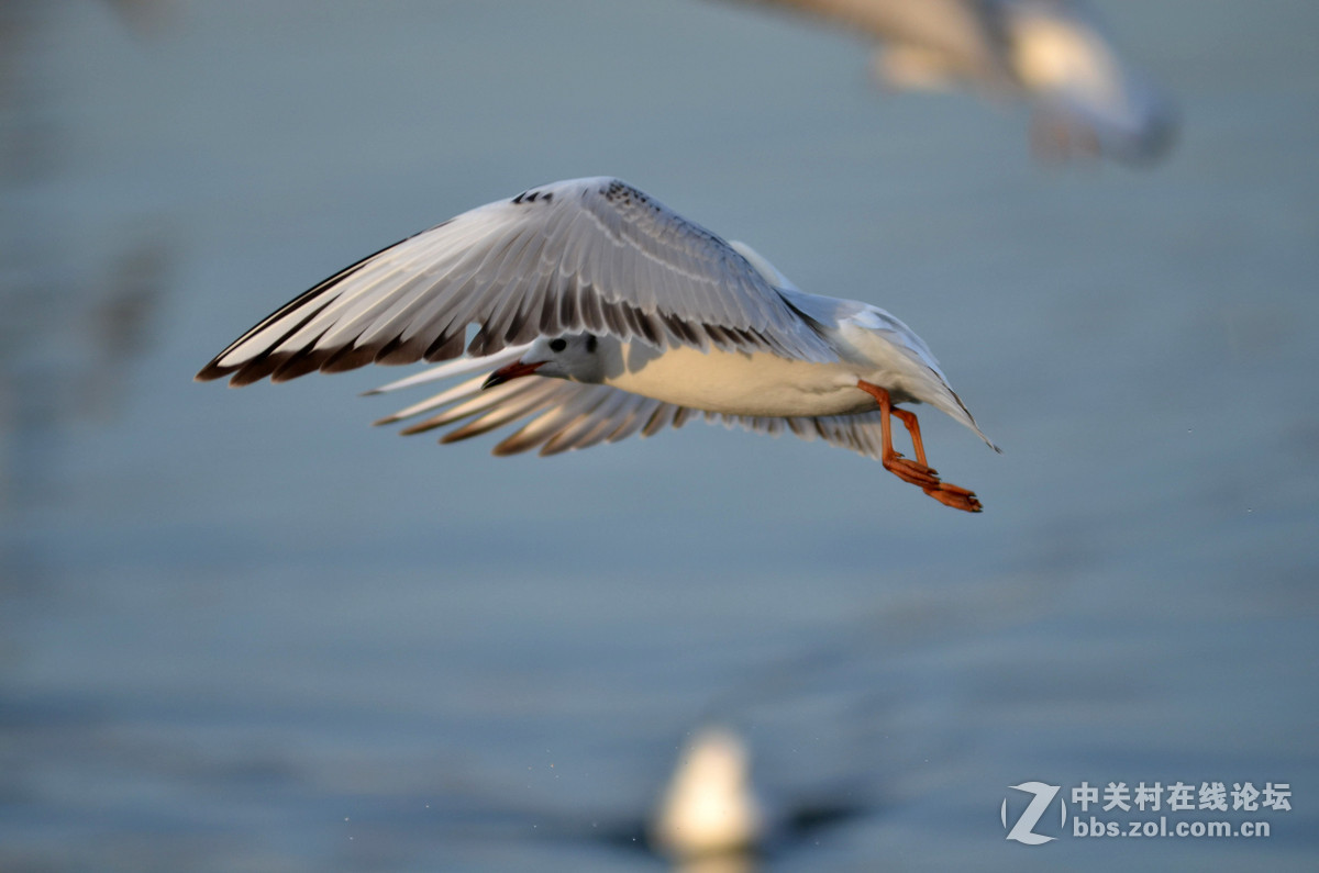 新入手小钢炮试手打海鸥