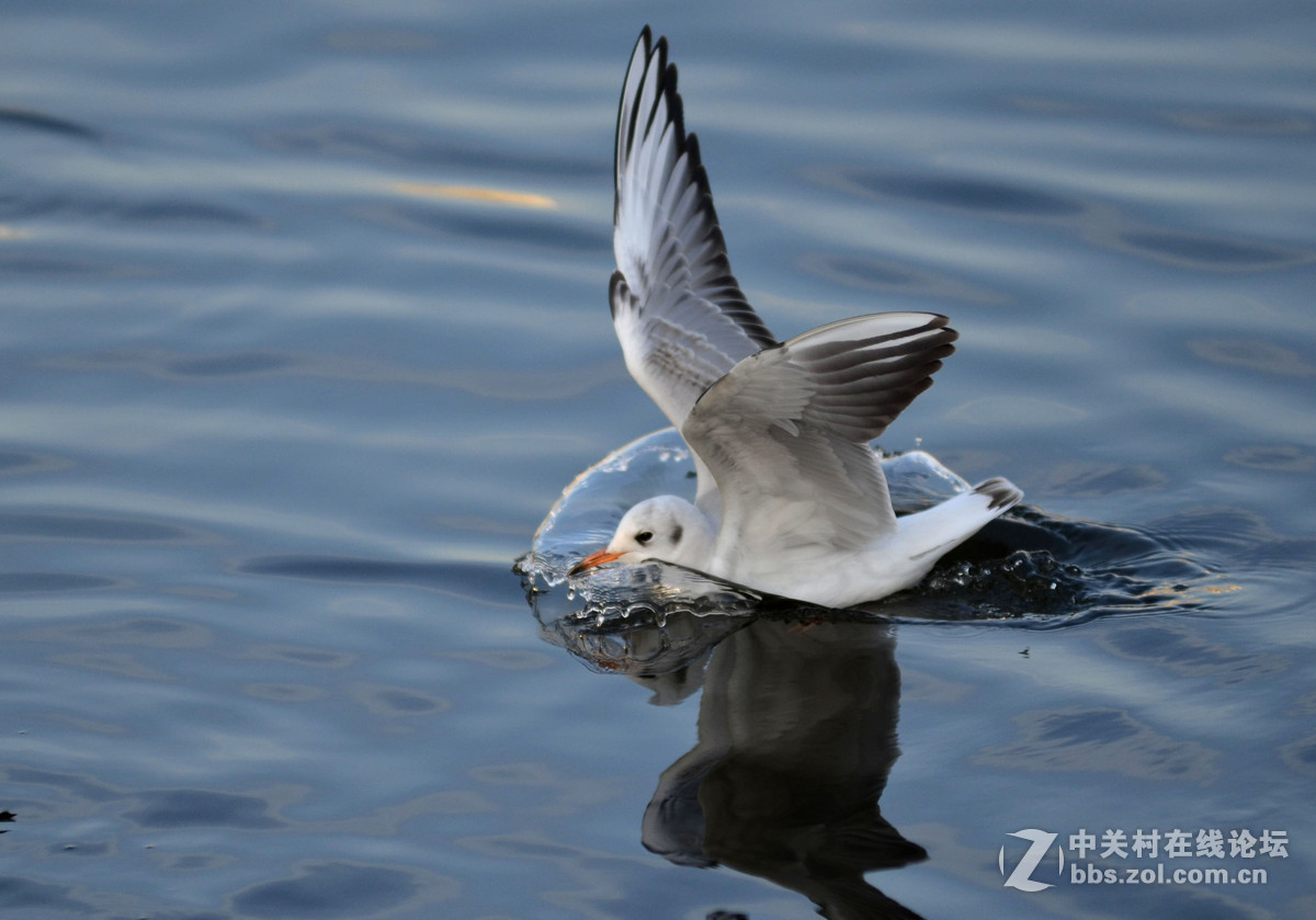 新入手小钢炮试手打海鸥