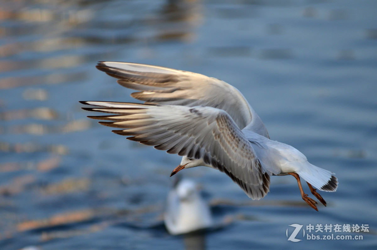 新入手小钢炮试手打海鸥