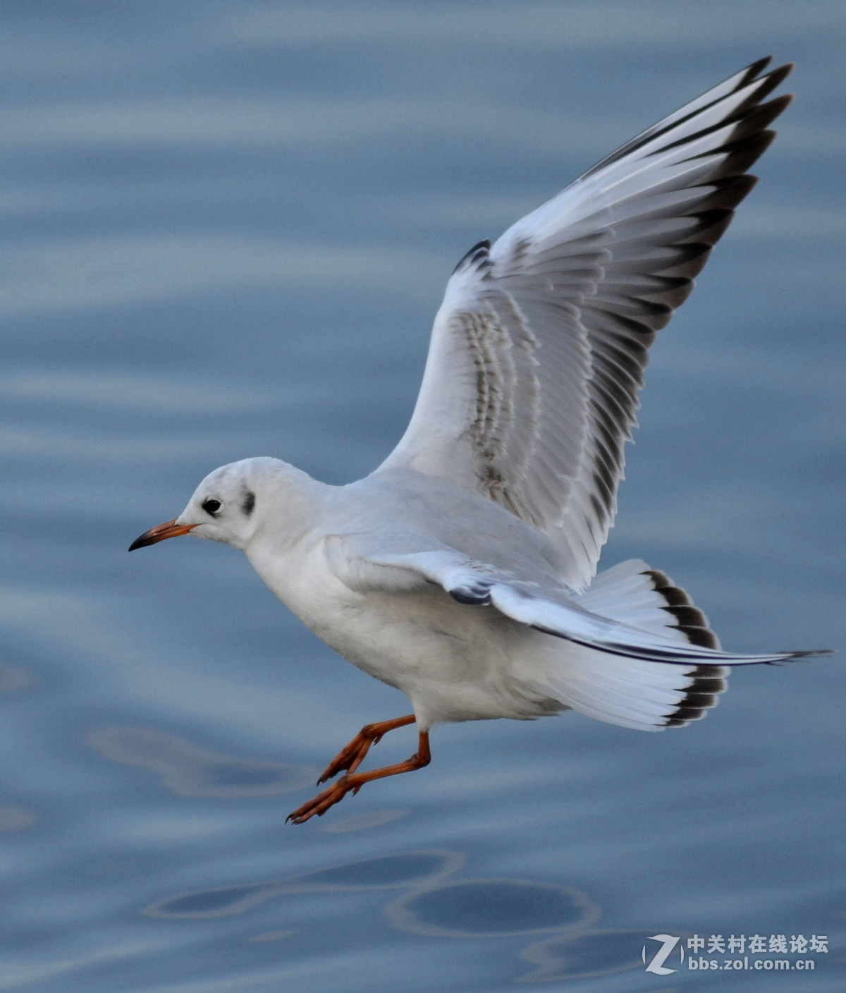 新入手小钢炮试手打海鸥