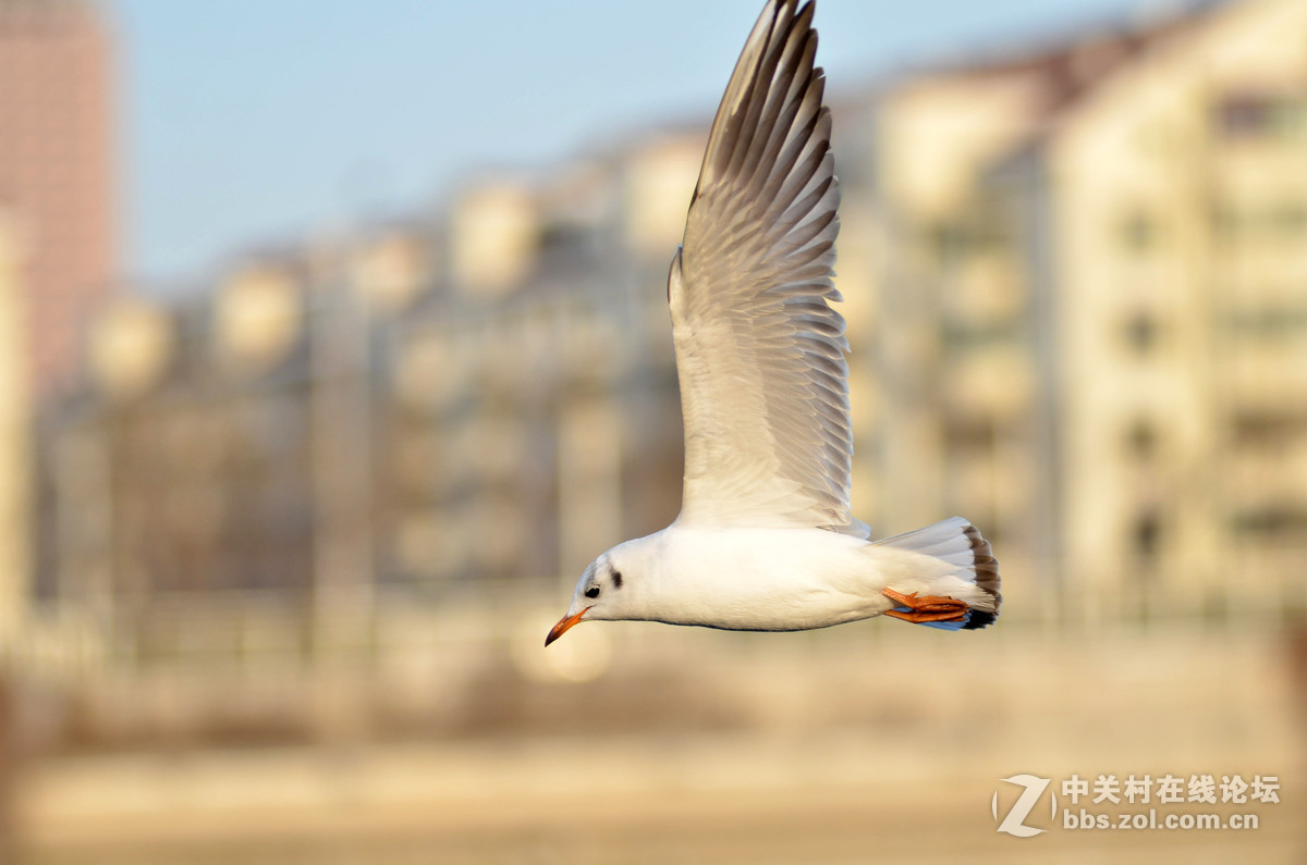 新入手小钢炮试手打海鸥