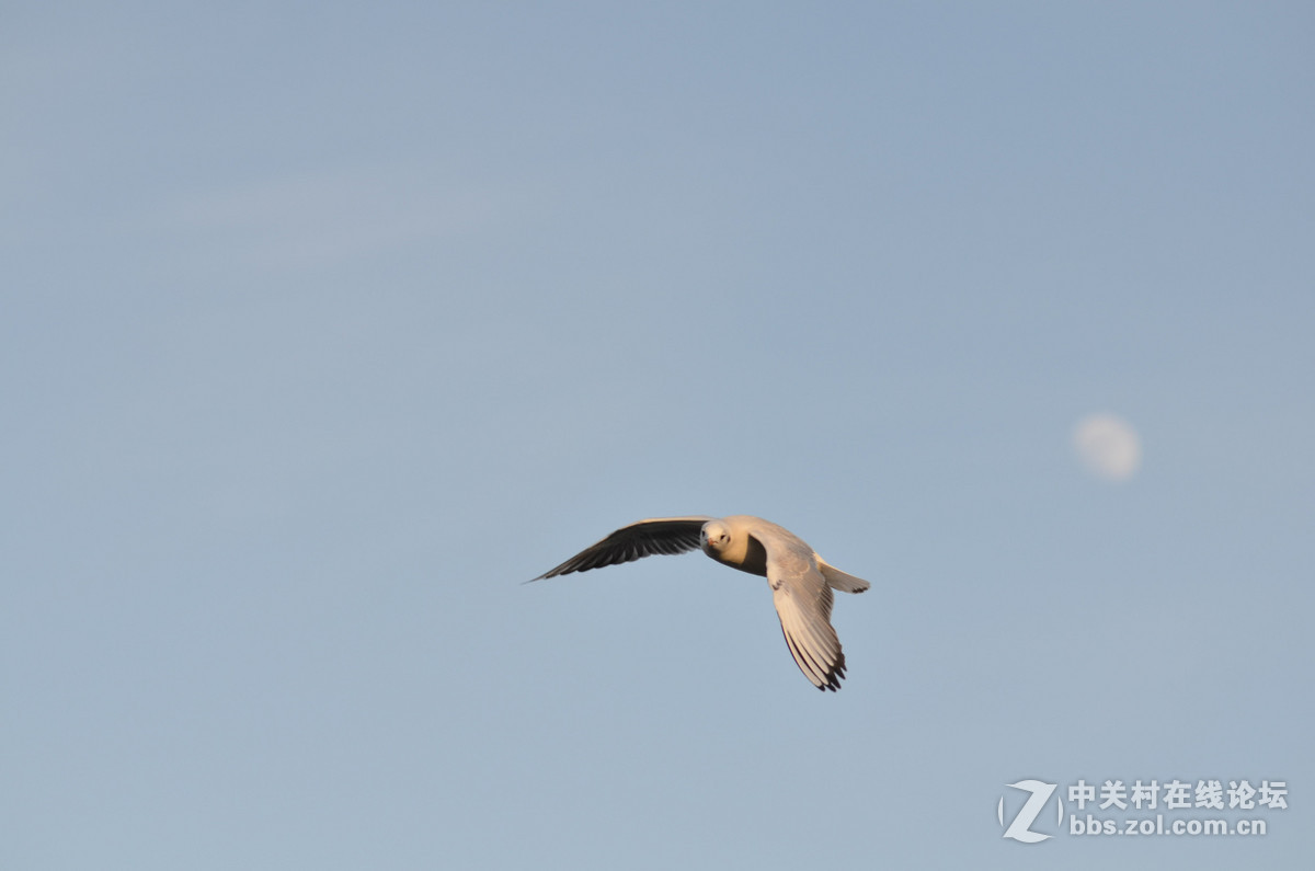 新入手小钢炮试手打海鸥