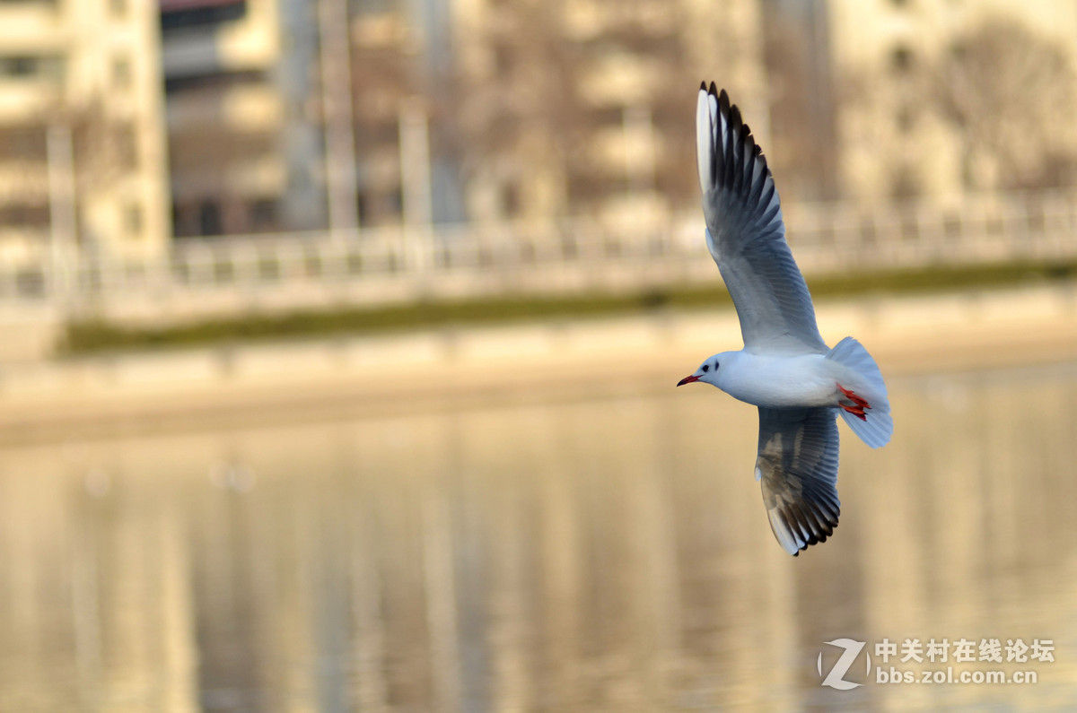 新入手小钢炮试手打海鸥