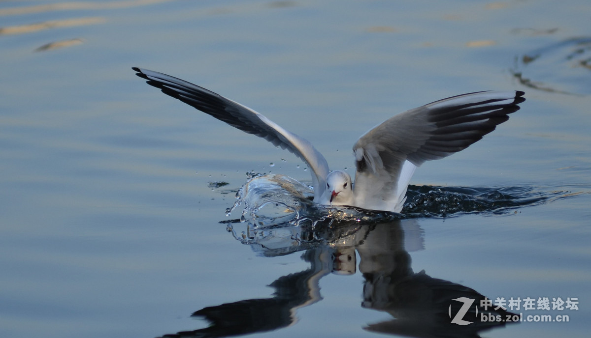 新入手小钢炮试手打海鸥