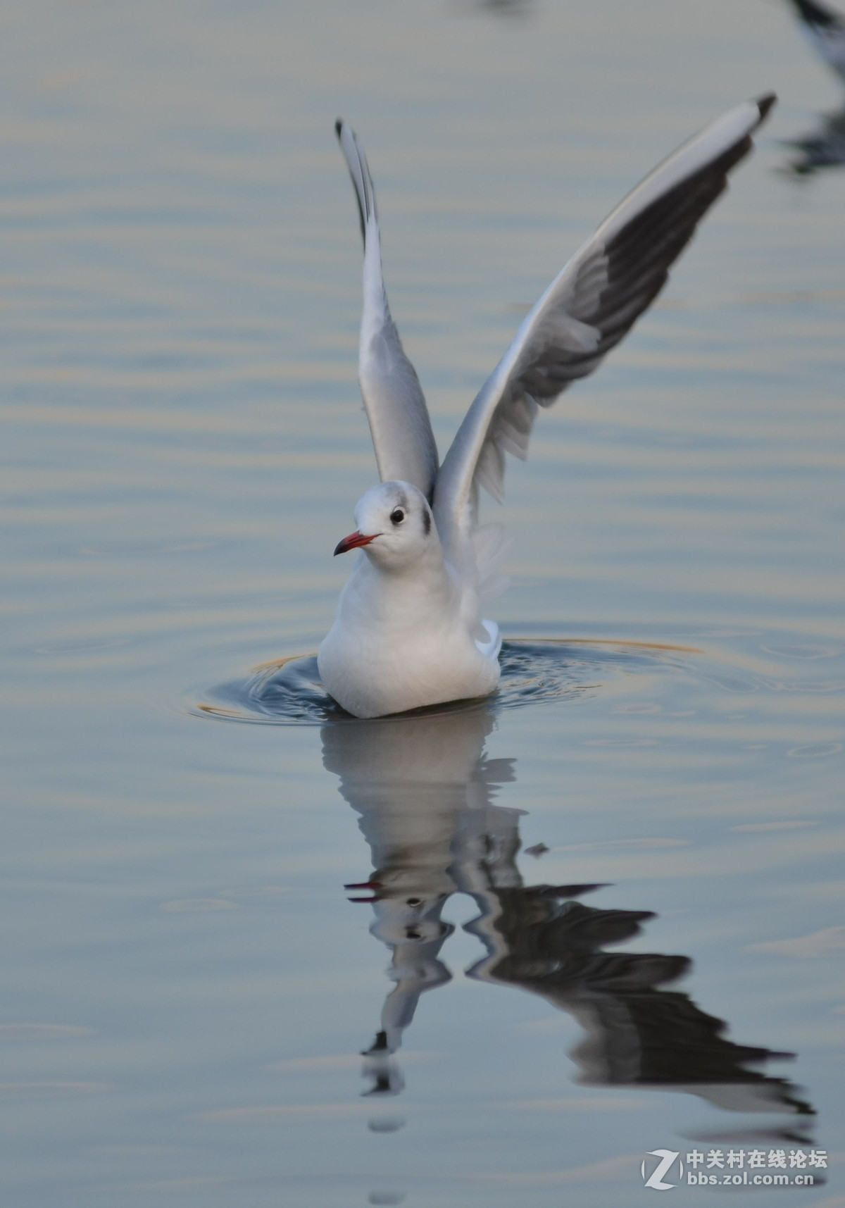 新入手小钢炮试手打海鸥