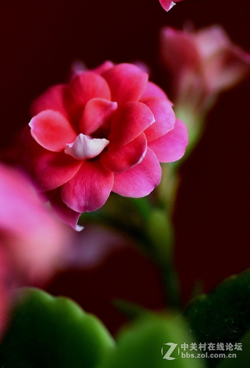 #尼康花卉作品赏析#第23期《随拍一组长寿花》